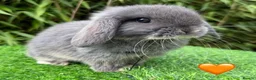 Mini Lop rabbits for sale: Beautiful Mixed Baby Minilops  - Advert 3