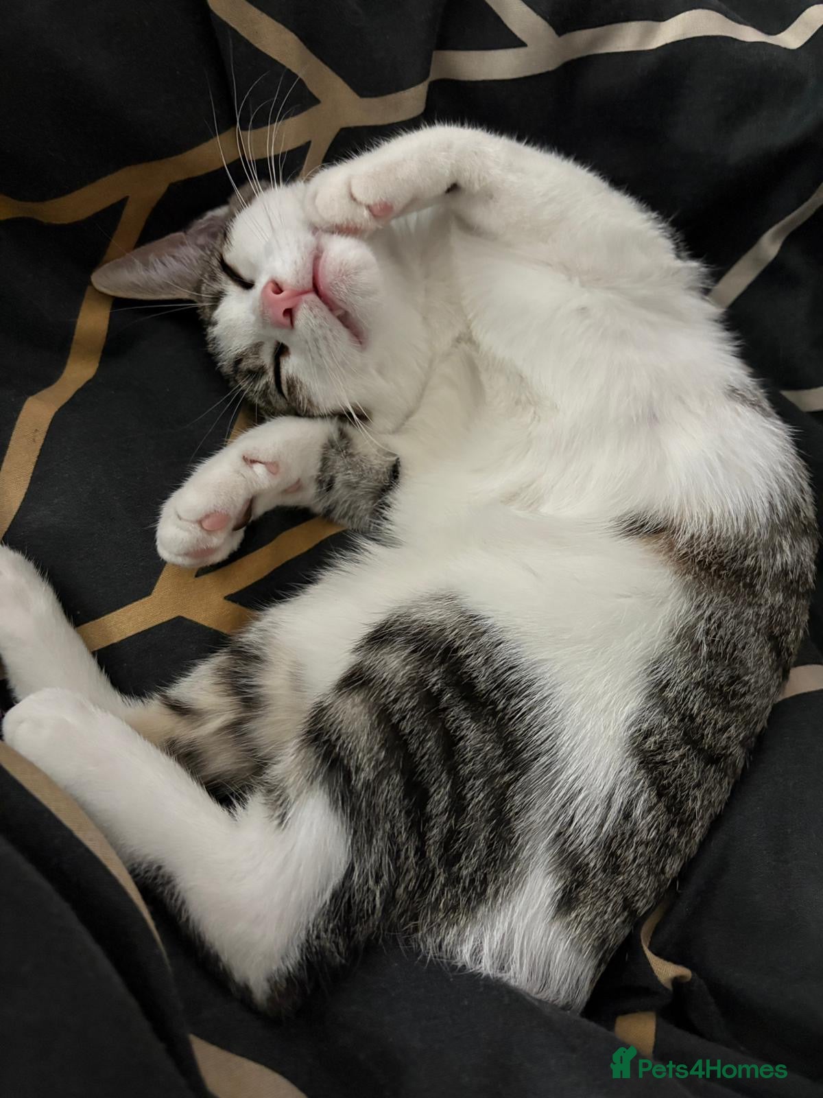 Mixed Breed cats KITTENS FOR SALE BRYNMAWR  - Advert 1