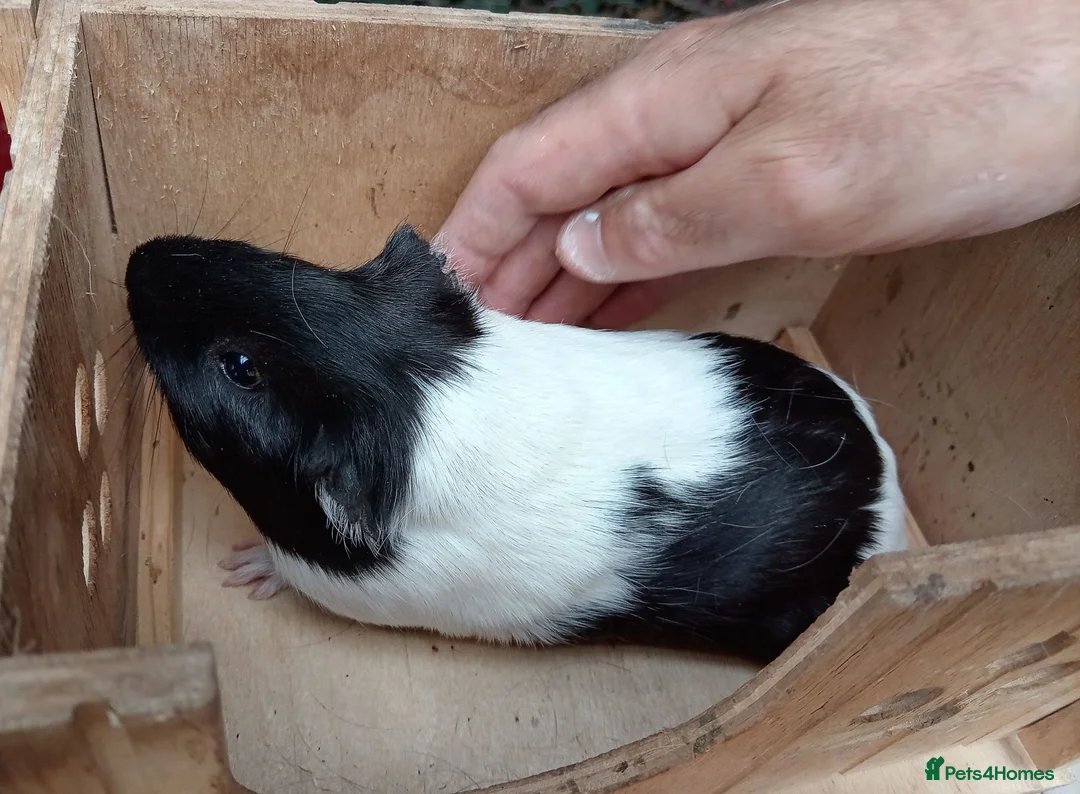 Guinea Pig rodents for sale: Guinea pigs 11 weeks old - Advert 10