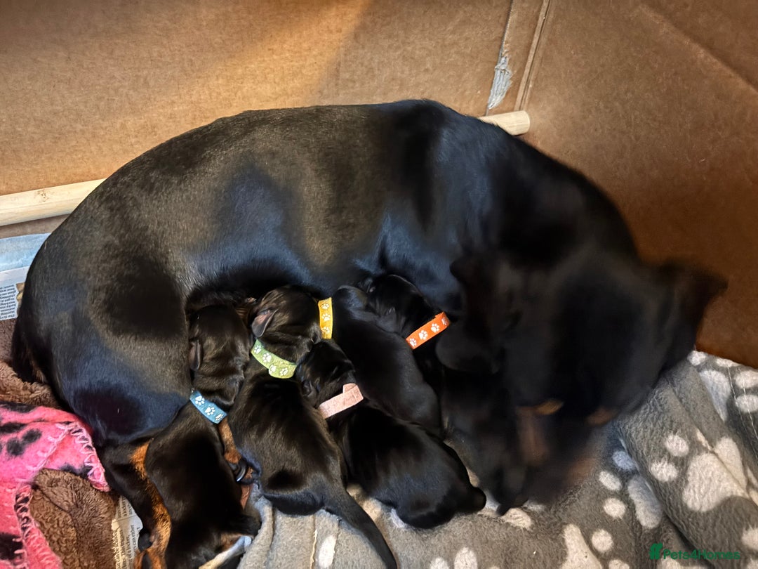 Miniature Dachshund dogs for sale: Black & Tan Minature Dachund - Image 2