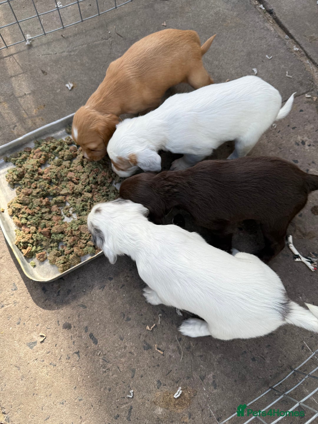 Cocker Spaniel dogs for sale: Cocker spaniel puppies  - Image 5