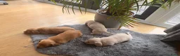 Miniature Dachshund dogs for sale: Miniature Long Haired Dachshund  - Advert 21