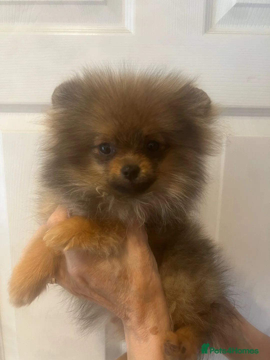 Pomeranian dogs for sale: Champion Sired 4 Month Old Puppy Girl - Advert 2