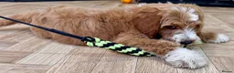 Australian Labradoodle dogs for sale: Multi-Gen Australian Labradoodle Puppies - Advert 38