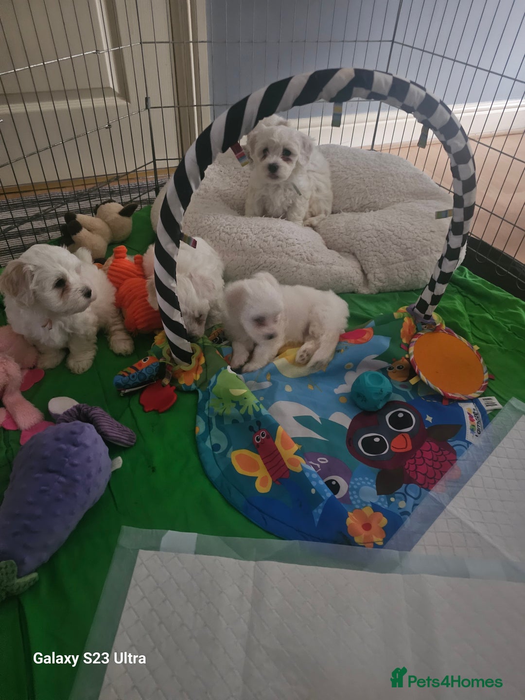 Maltese dogs for sale: Adorable Maltese Puppies for Sale! - Image 5