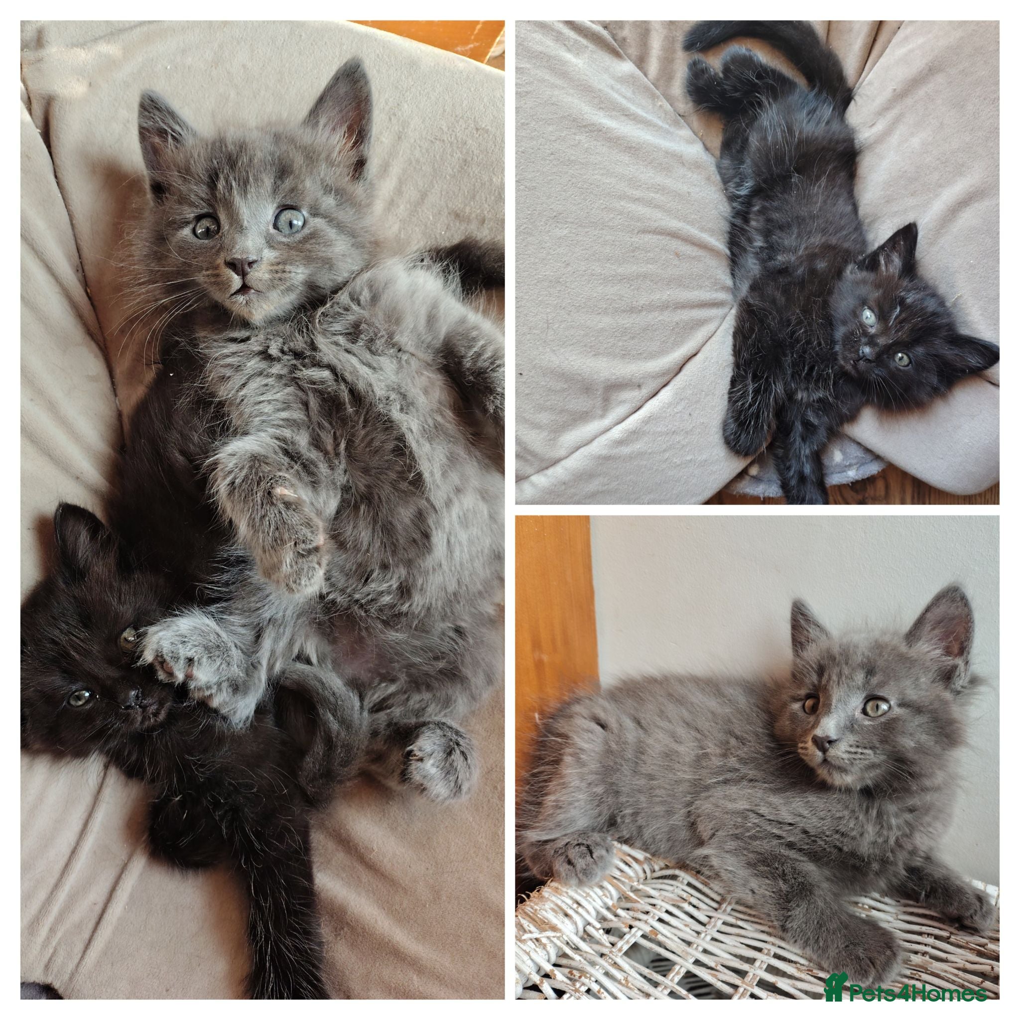 Mixed Breed cats 4 Fluffy domestic longhair kittens in Maidenhead - Advert 1