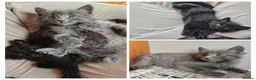 Mixed Breed cats for sale: 4 Fluffy domestic longhair kittens in Maidenhead - Advert 1