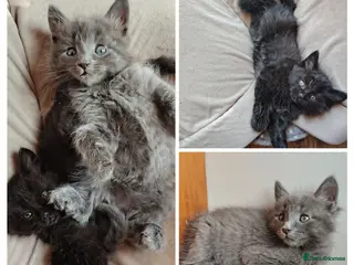 Mixed Breed cats 4 Fluffy domestic x ragdoll mix kittens - Advert 1