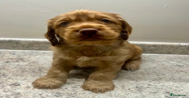 Cocker Spaniel dogs - Advert 5