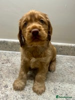 Cocker Spaniel dogs - Advert 5