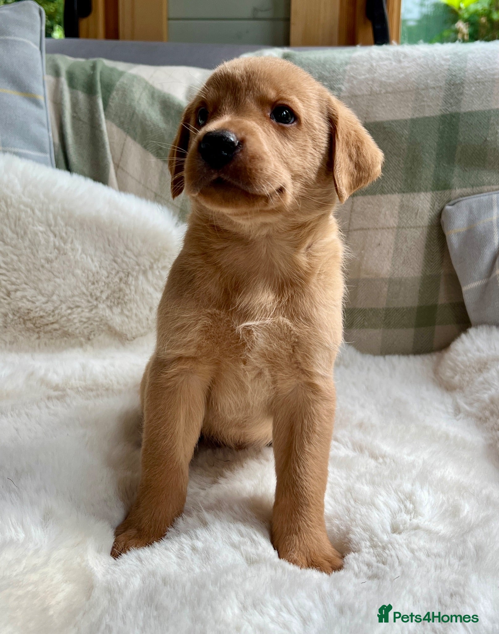 Labrador Retriever dogs kC reg fox red labs FTCH sired - Advert 1
