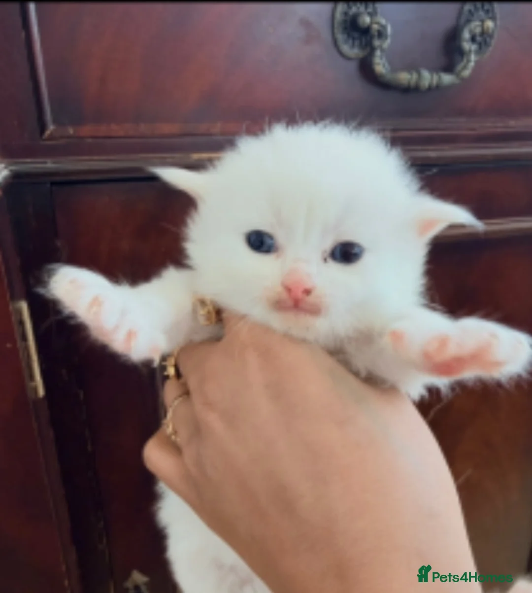 British Shorthair cats for sale: Beutiful kittens with mother  in Stanmore - Advert 4