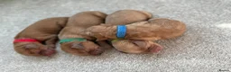 Cockapoo dogs for sale: Cockapoo puppies 3 Girls available  - Advert 27