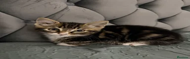 Kitten 4 – Female Tabby 🤎