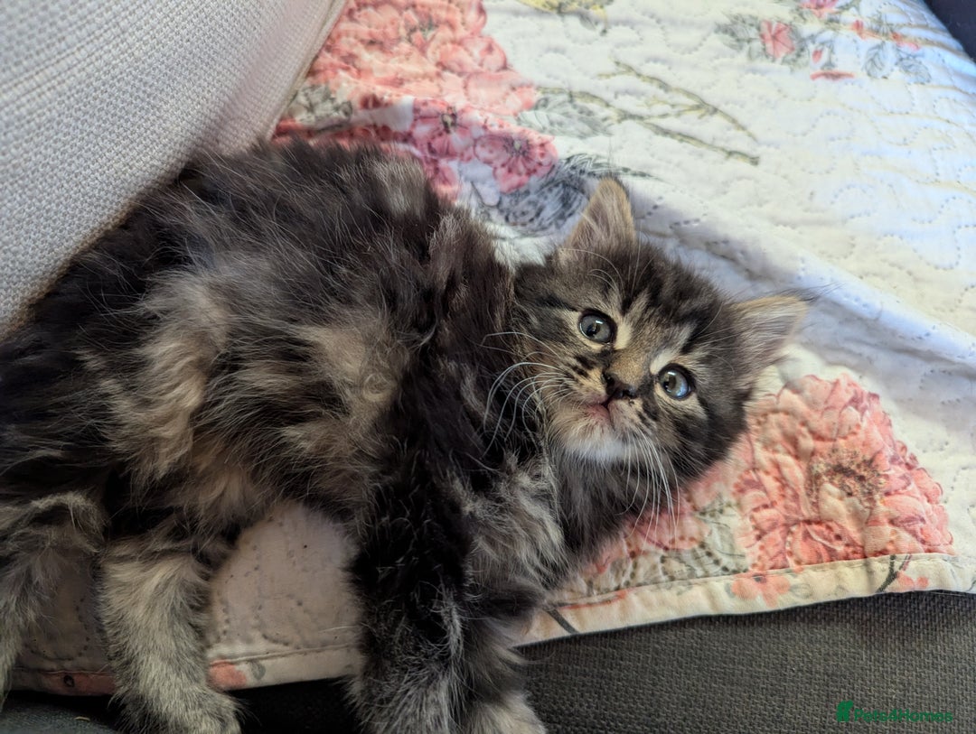 Bombay cats for sale: Different prices Bombay X long hair  - Image 8