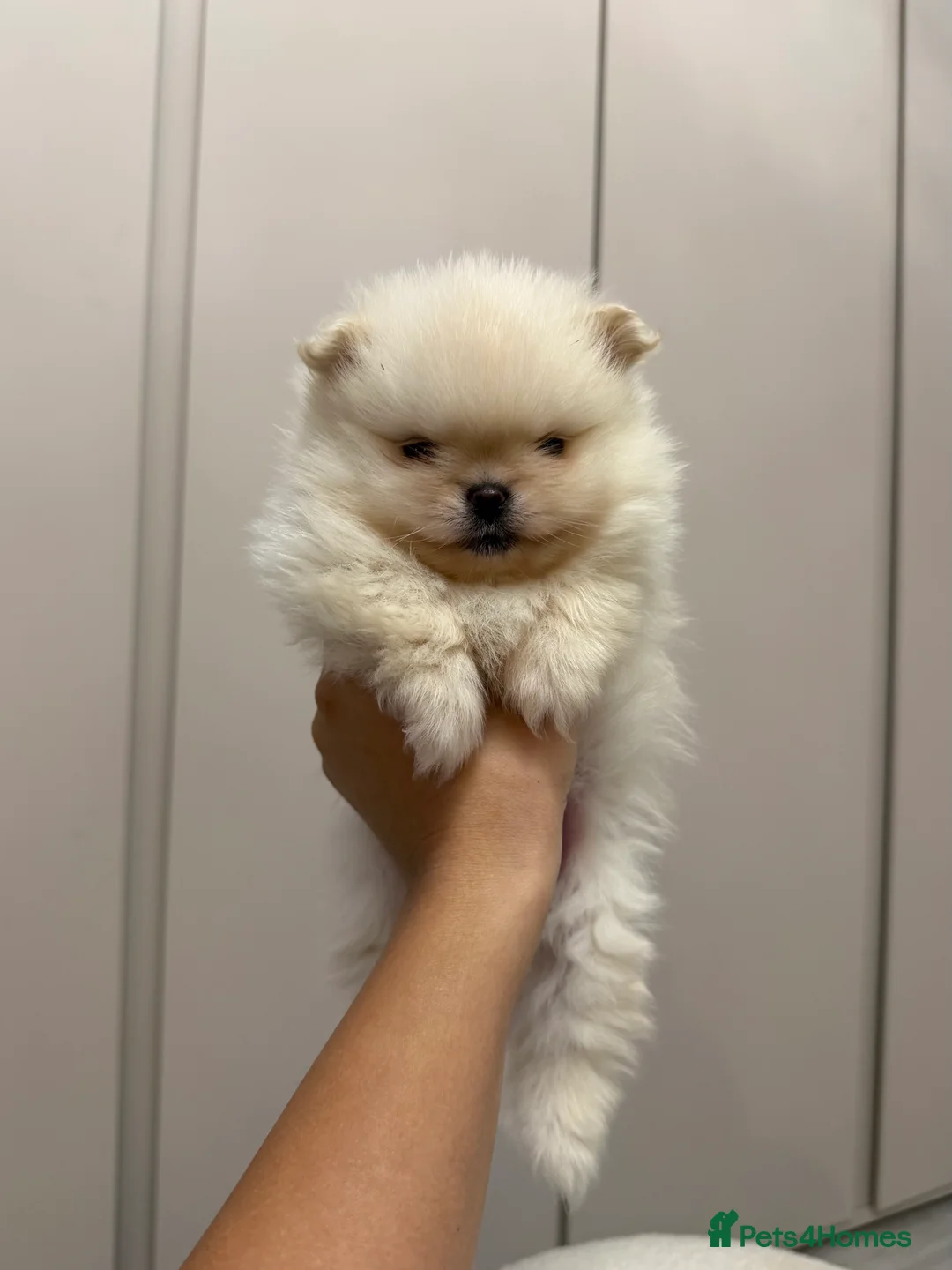 Pomeranian dogs for sale: Teddy Bear Pomeranians  - Advert 7