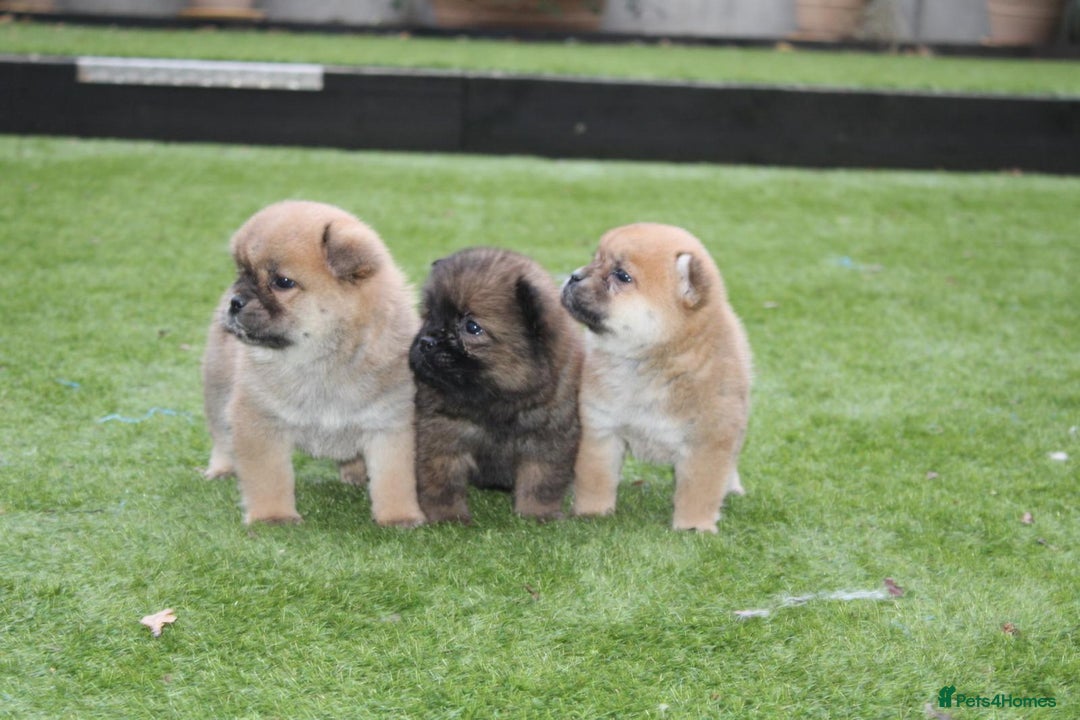 Mixed Breed dogs for sale: 🐾 Chow Chow x Japanese Chin CHINCHOWS 🐾 - Advert 10