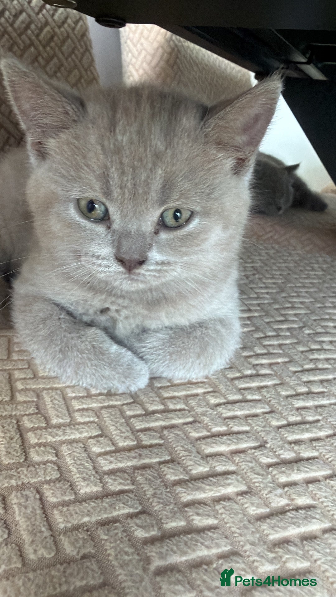 British Shorthair cats Kittens  - Advert 3