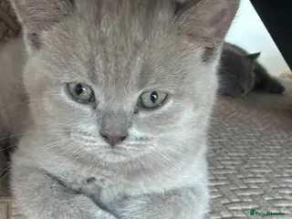 British Shorthair cats Kittens - Advert 3