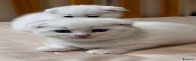 Scottish Fold Kitten 5 white 