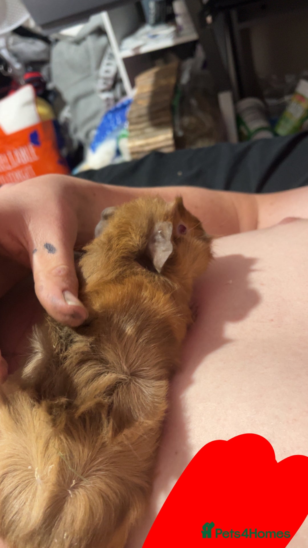 Guinea Pig rodents for sale: Two male guinea pigs - Advert 2