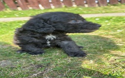 Bedlington Terrier dogs for stud: KC Registered Bedlington Terrier Stud in Ferryhill - Image 27