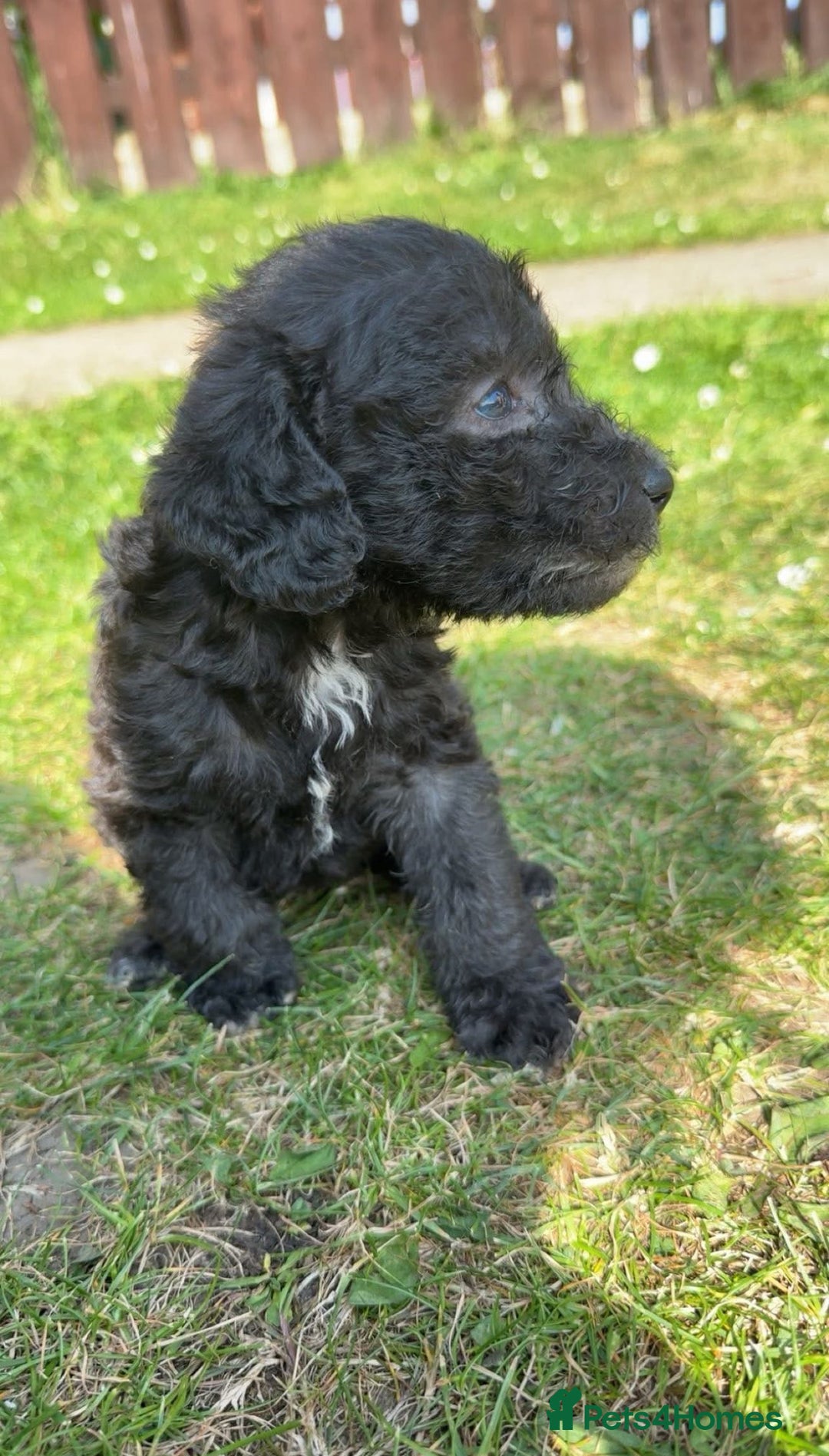 Bedlington Terrier dogs for stud: KC Registered Bedlington Terrier Stud in Ferryhill - Image 27