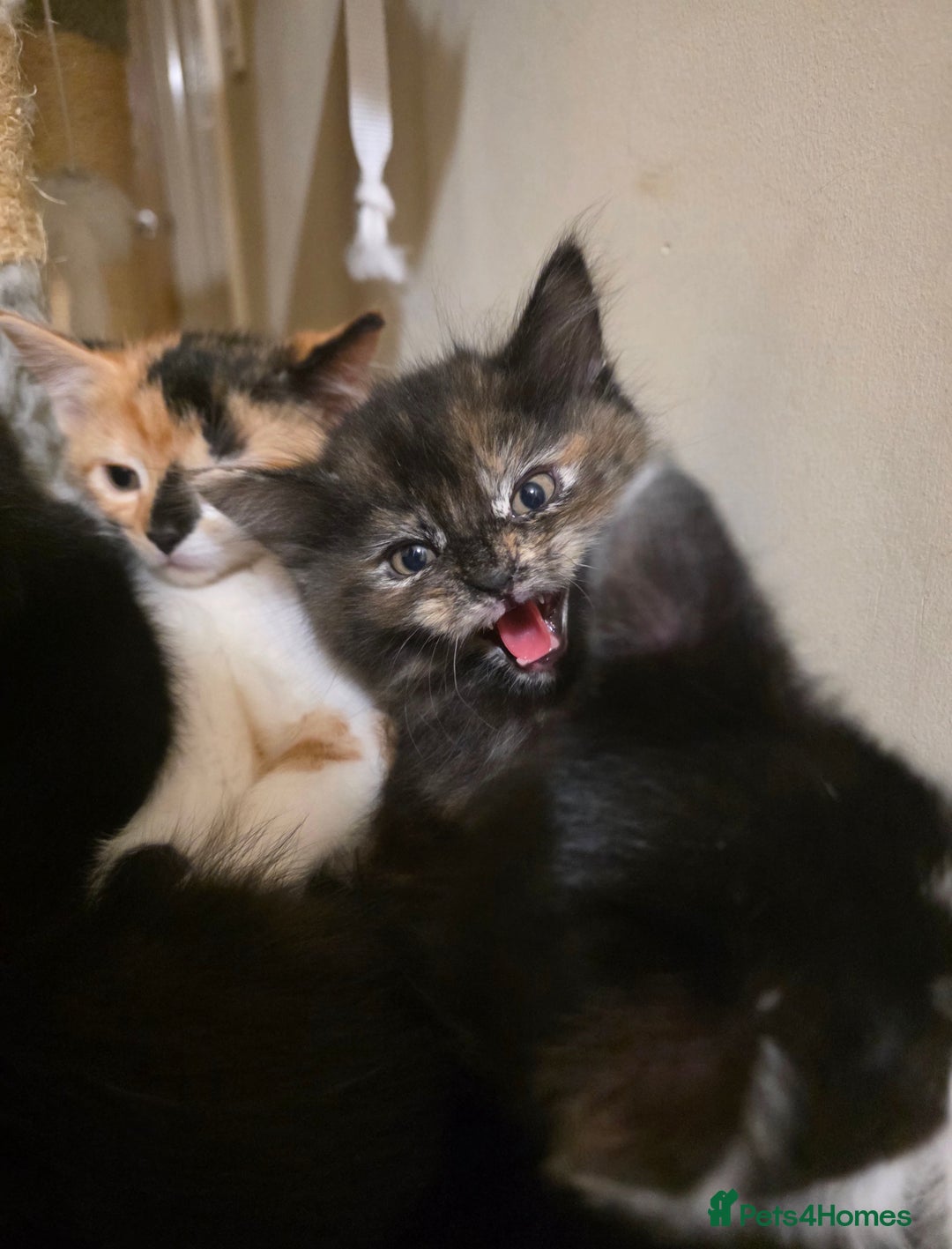 Mixed Breed cats for sale: Adorable longhair and short hair  - Advert 10