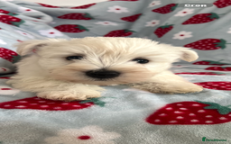 West Highland Terrier dogs for sale: Westie puppies available  - Image 8