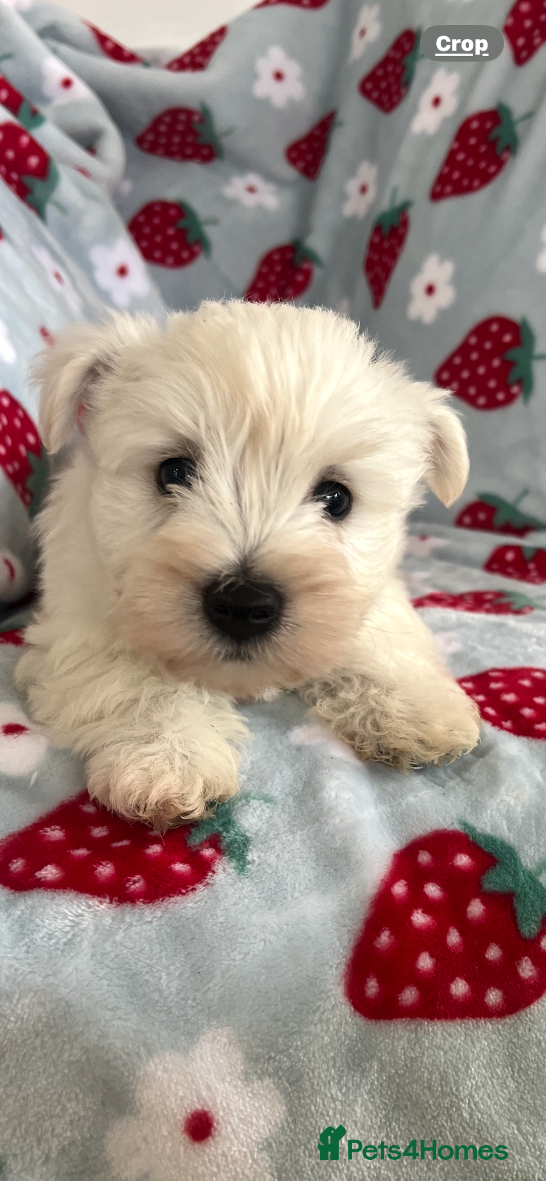 West Highland Terrier dogs for sale: Westie puppies available  - Image 8