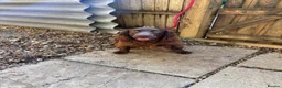 Cocker Spaniel dogs for sale: Working cocker spaniel bitch - Advert 5