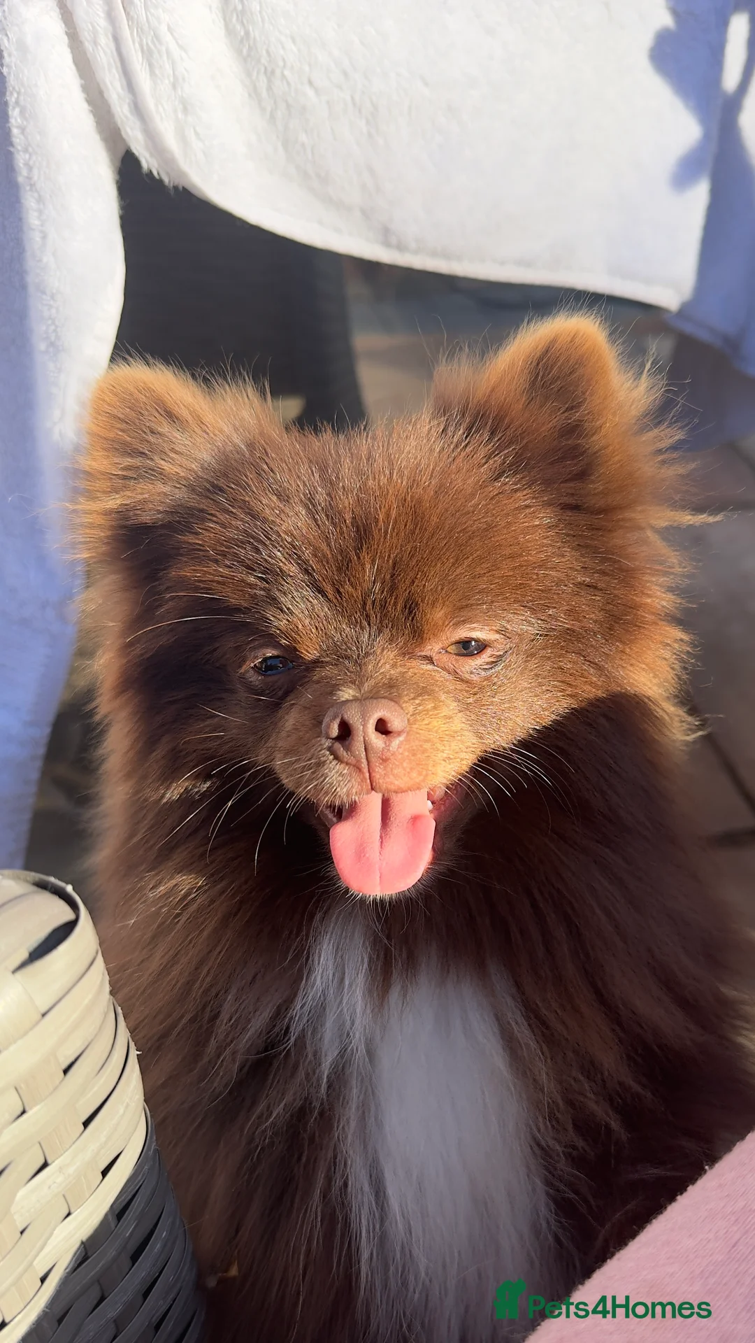 Pomeranian dogs for stud: PROVEN STUD KC RUSSIAN CHAMPION LINES POMERANIAN  in Tiverton - Advert 8
