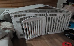 Cavachon dogs for sale: Cavapoochon Boy 16 wks old - Image 10