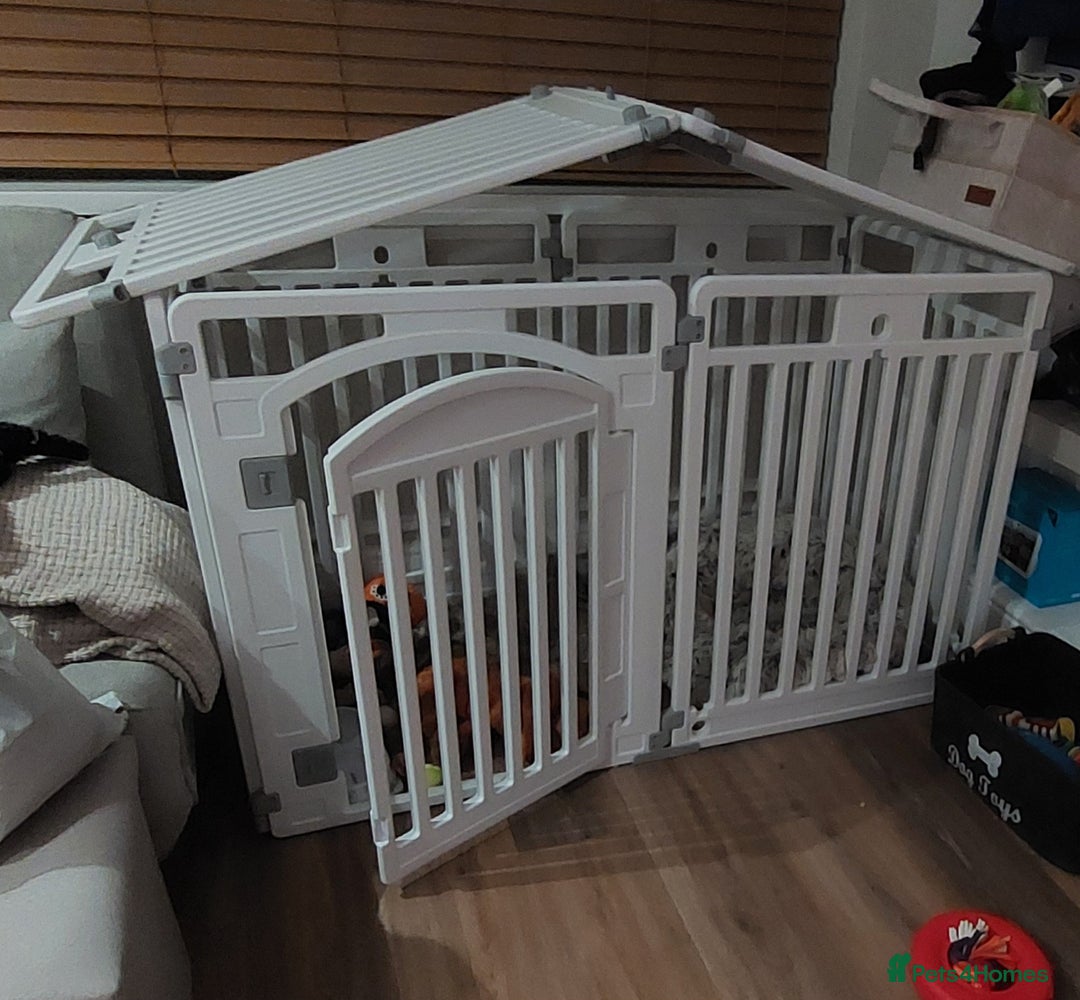 Cavachon dogs for sale: Cavapoochon Boy 16 wks old - Image 10