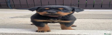 Rottweiler Puppy 6