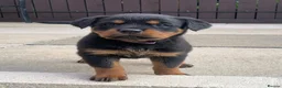 Rottweiler dogs for sale: AMAZING PEDIGREE REGISTERED ROTTWEILER PUPPIES - Advert 30