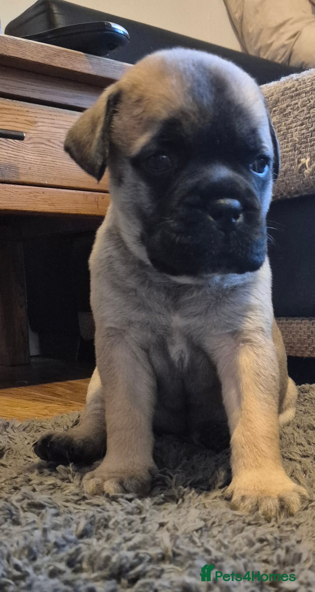Bullmastiff dogs for sale: Beautiful Bullmastiff Puppy  - Advert 2
