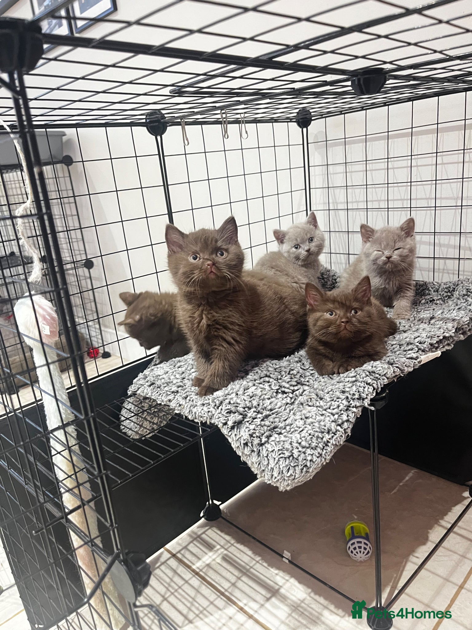 British Shorthair cats choc & lilac kittens  - Advert 1