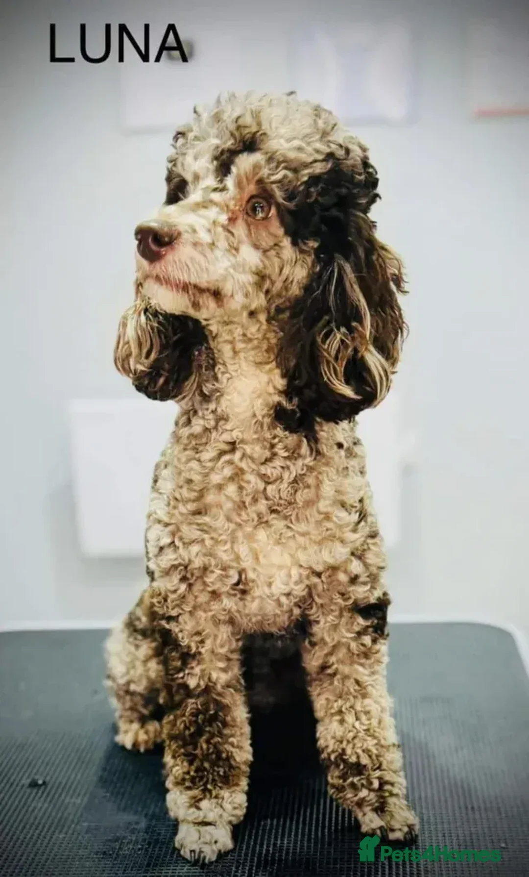 Miniature Poodle dogs for sale: Last two boys available  - Advert 9