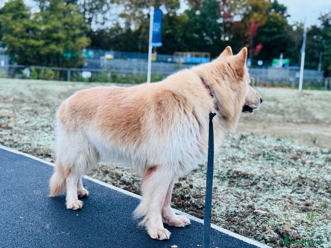 Mixed Breed dogs for sale: G.Sehepherd&white swiss Shepherd long coat puppies - Image 14