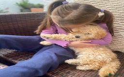 Poodle dogs for sale: Female poodle puppy ready for its forever home  - Image 4