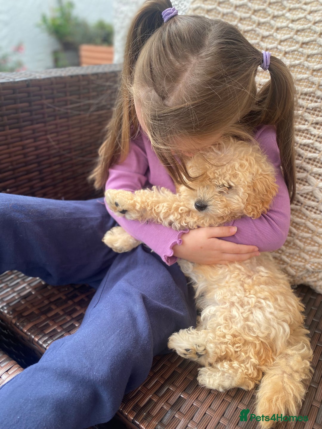 Poodle dogs for sale: Female poodle puppy ready for its forever home  - Image 4