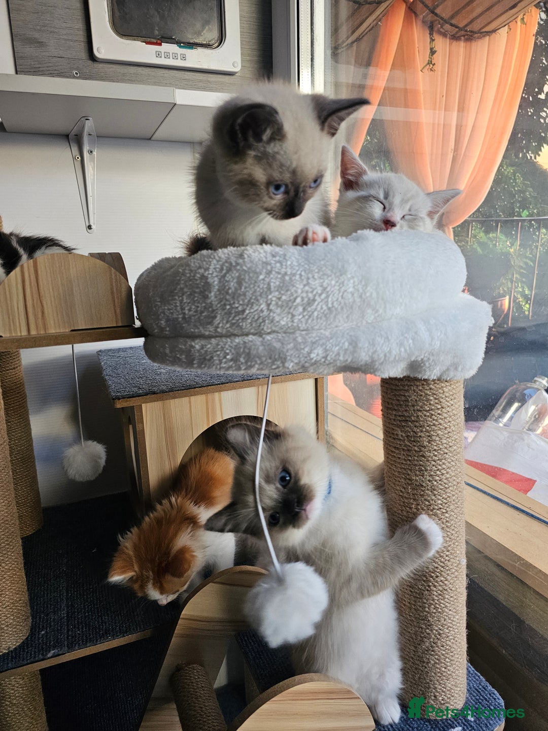 Ragdoll cats for sale: Soo cudly and playfull, two litters! - Advert 34