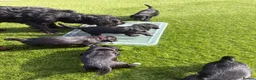Cocker Spaniel dogs for sale: Working KC Registered Cocker Spaniel Pups. in Livingston - Advert 16