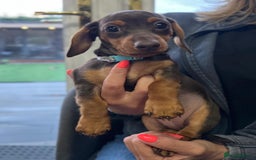 Miniature Dachshund dogs for sale: Miniature Daschunds  - Image 32