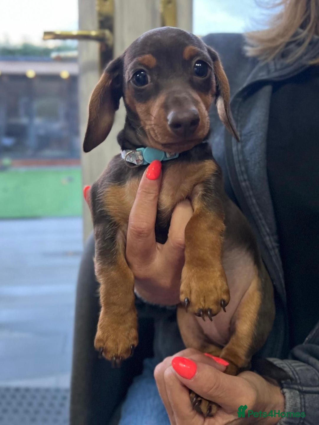 Miniature Dachshund dogs for sale: Miniature Daschunds  - Image 32