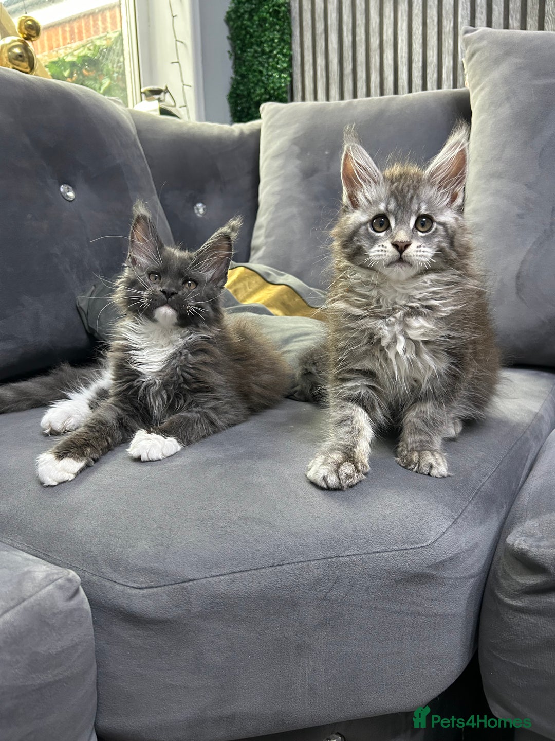 Maine Coon cats for sale: Maine Coon kitten  - Image 8