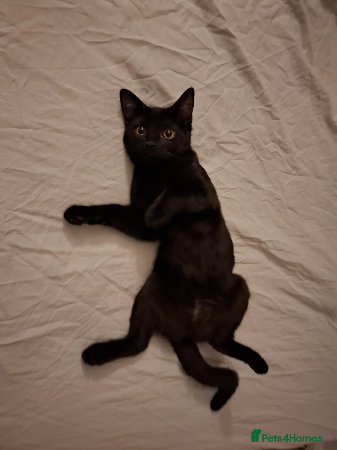 Mixed Breed cats for sale: 9 Month Old Kitten For Sale  - Advert 2