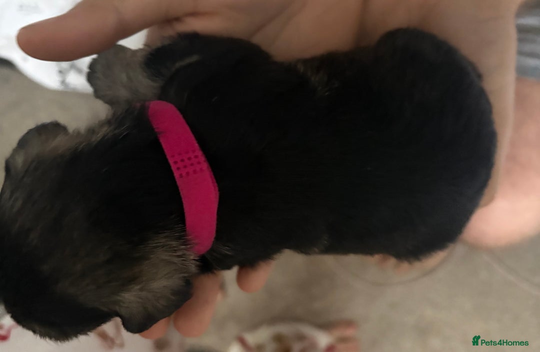 Miniature Schnauzer dogs for sale: Beautiful kc reg salt and pepper schnauzer - Advert 4
