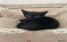 Mixed Breed cats for sale: Kittens for sale - Image 1